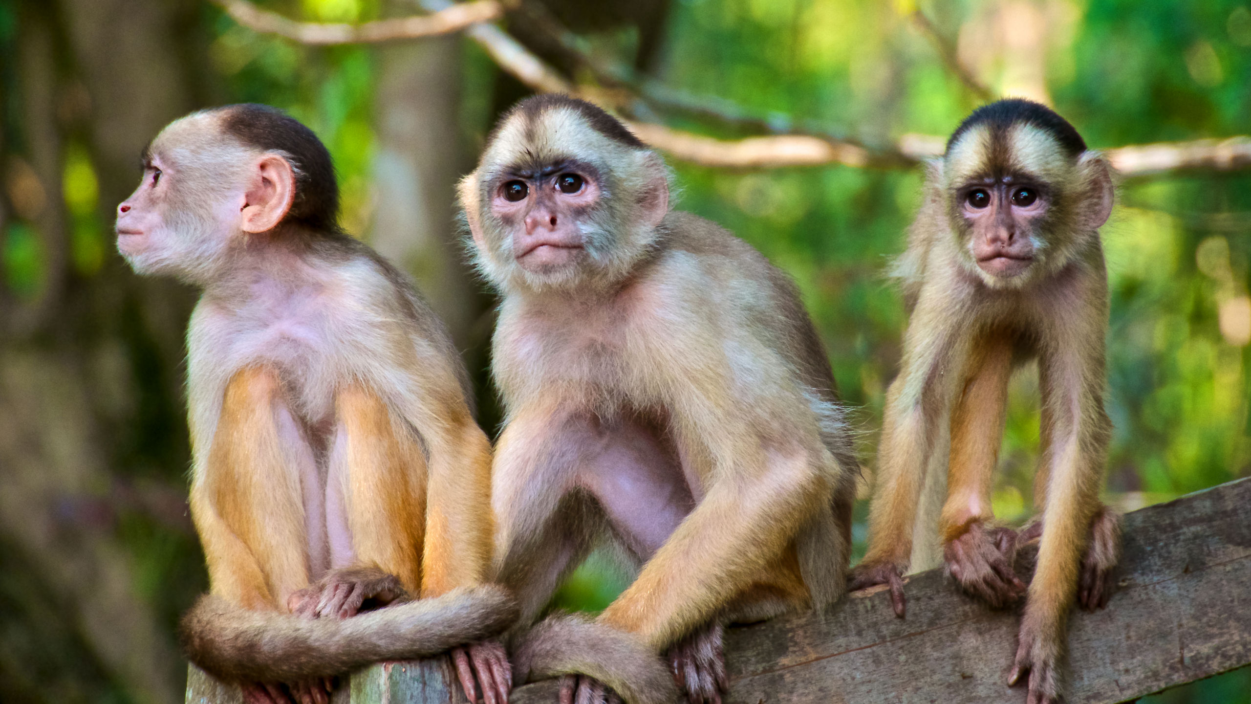 Three Little Monkeys Tree Manaus