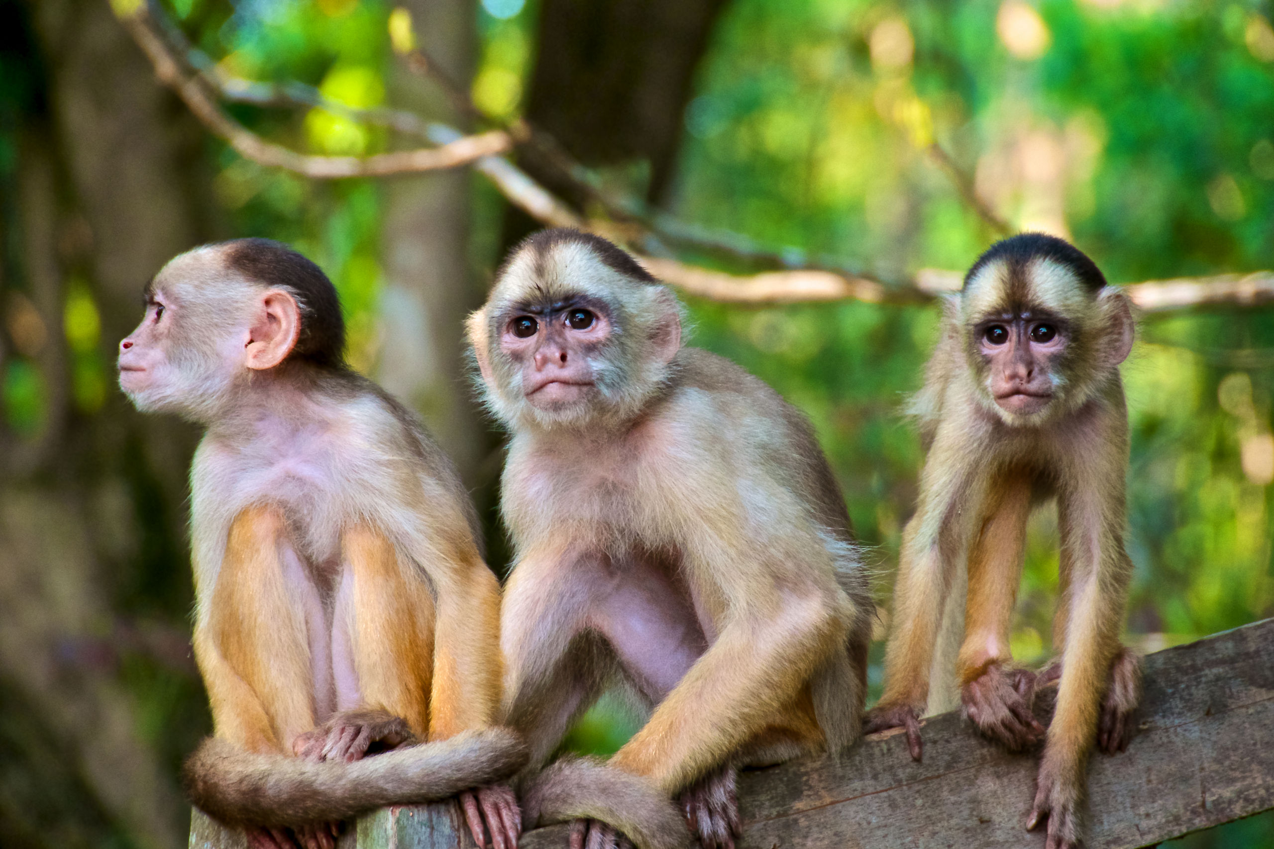Three Little Monkeys Tree Manaus