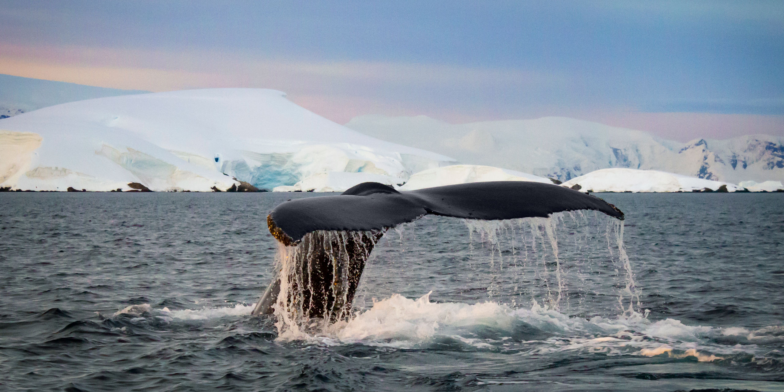 Whale Fluke Ice Shoreline Antarctica